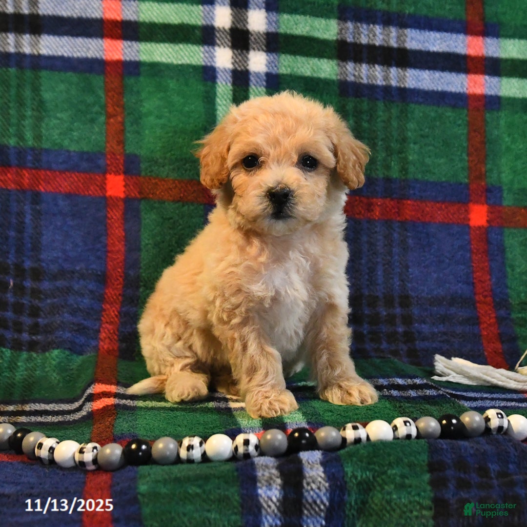 Bichpoo dogs for sale: Trixie - Ad 6
