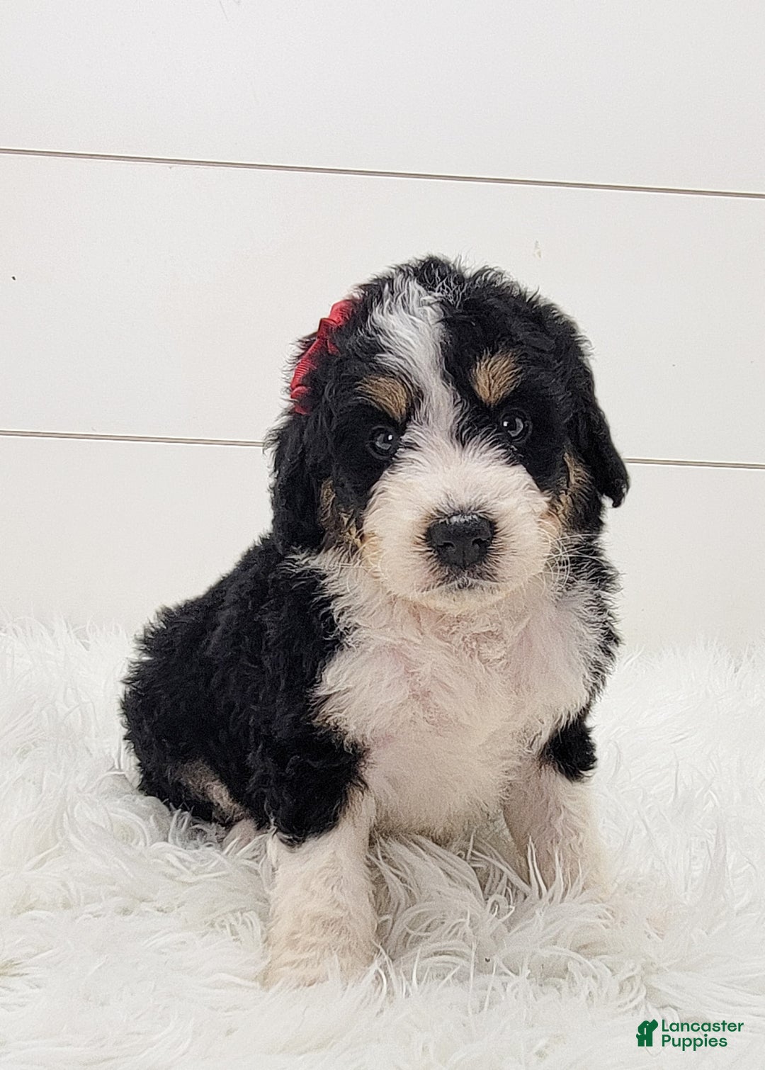 Bernedoodle dogs for sale: Bernedoodle Puppy 4 - Ad 4