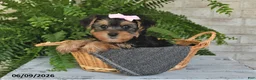 Yorkshire Terrier dogs for sale: Ashley - Ad 5