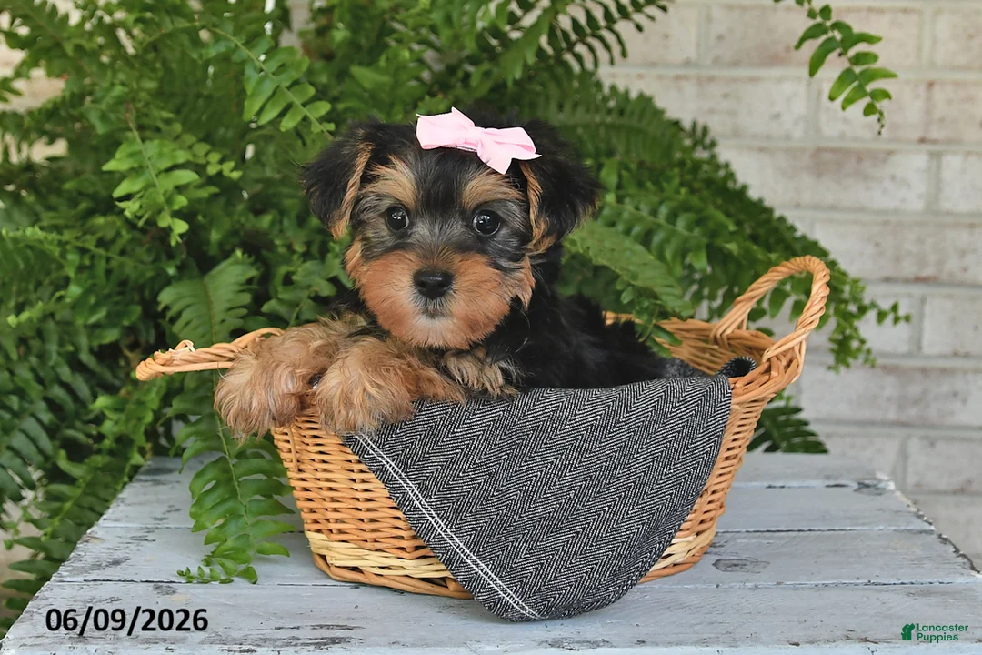Yorkshire Terrier dogs for sale: Ashley - Ad 5