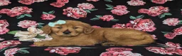 Golden Retriever dogs for sale: Sonia - Ad 6