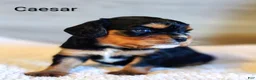 King Charles Spaniel dogs for sale: King Charles Spaniel 1 Caesar - Ad 19