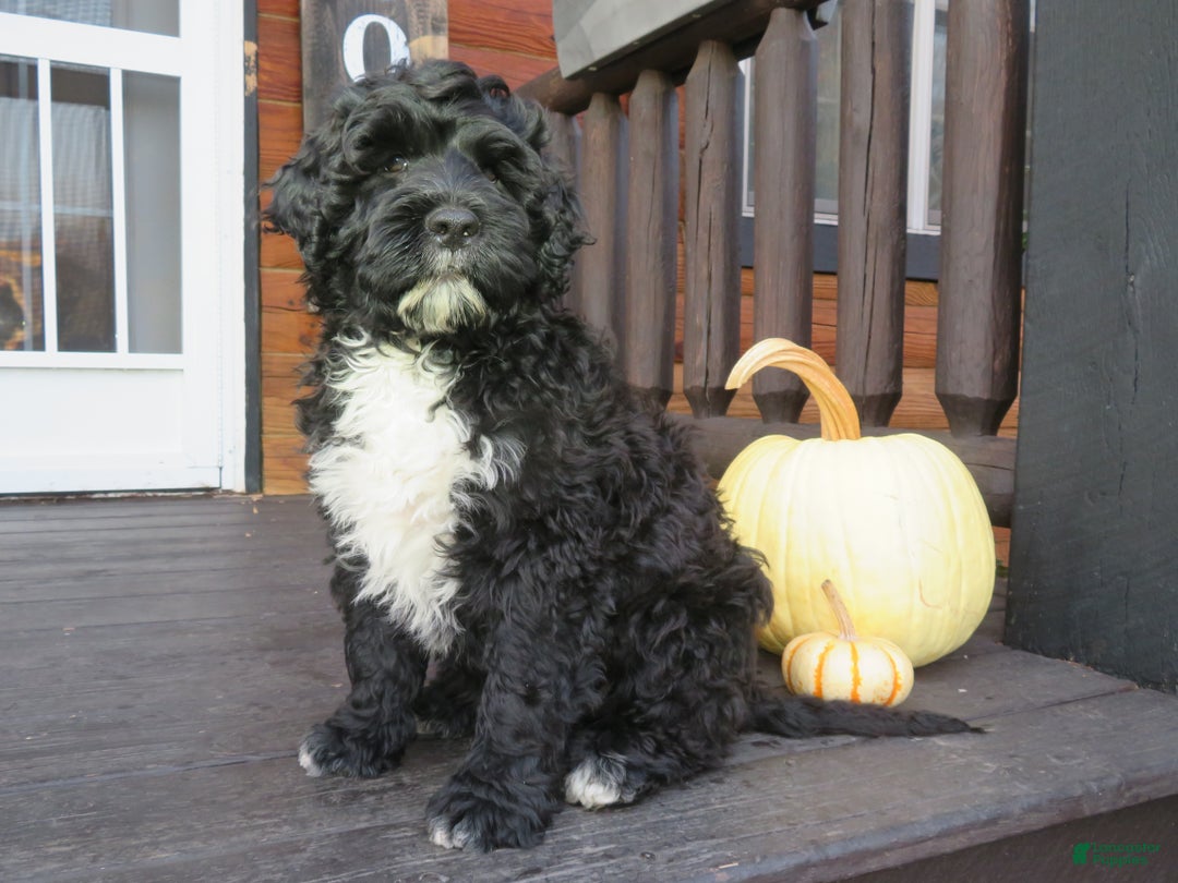 Portuguese Water Dog dogs for sale: Cody - Ad 2