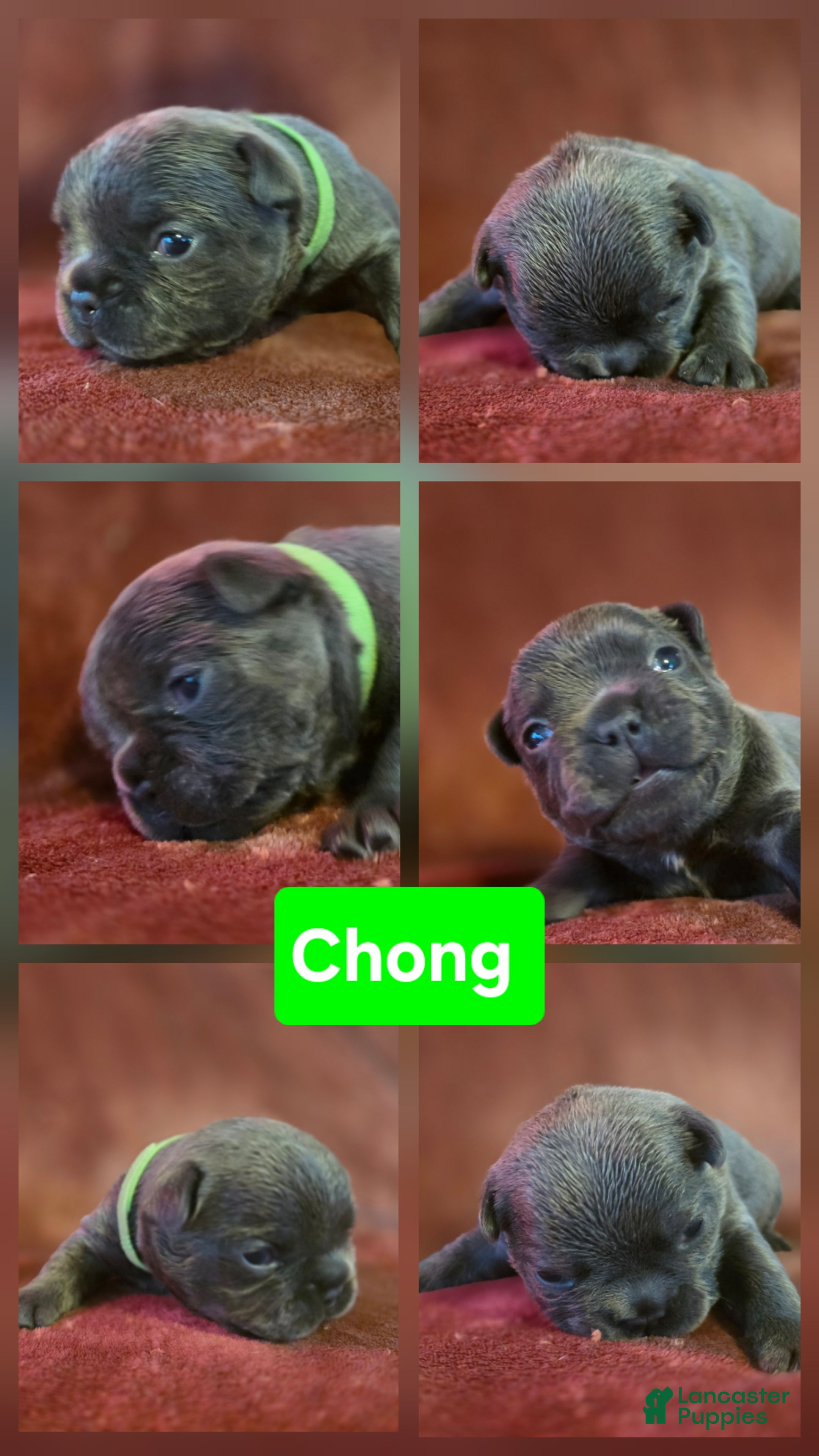 French Bulldog dogs Chong - Ad 1