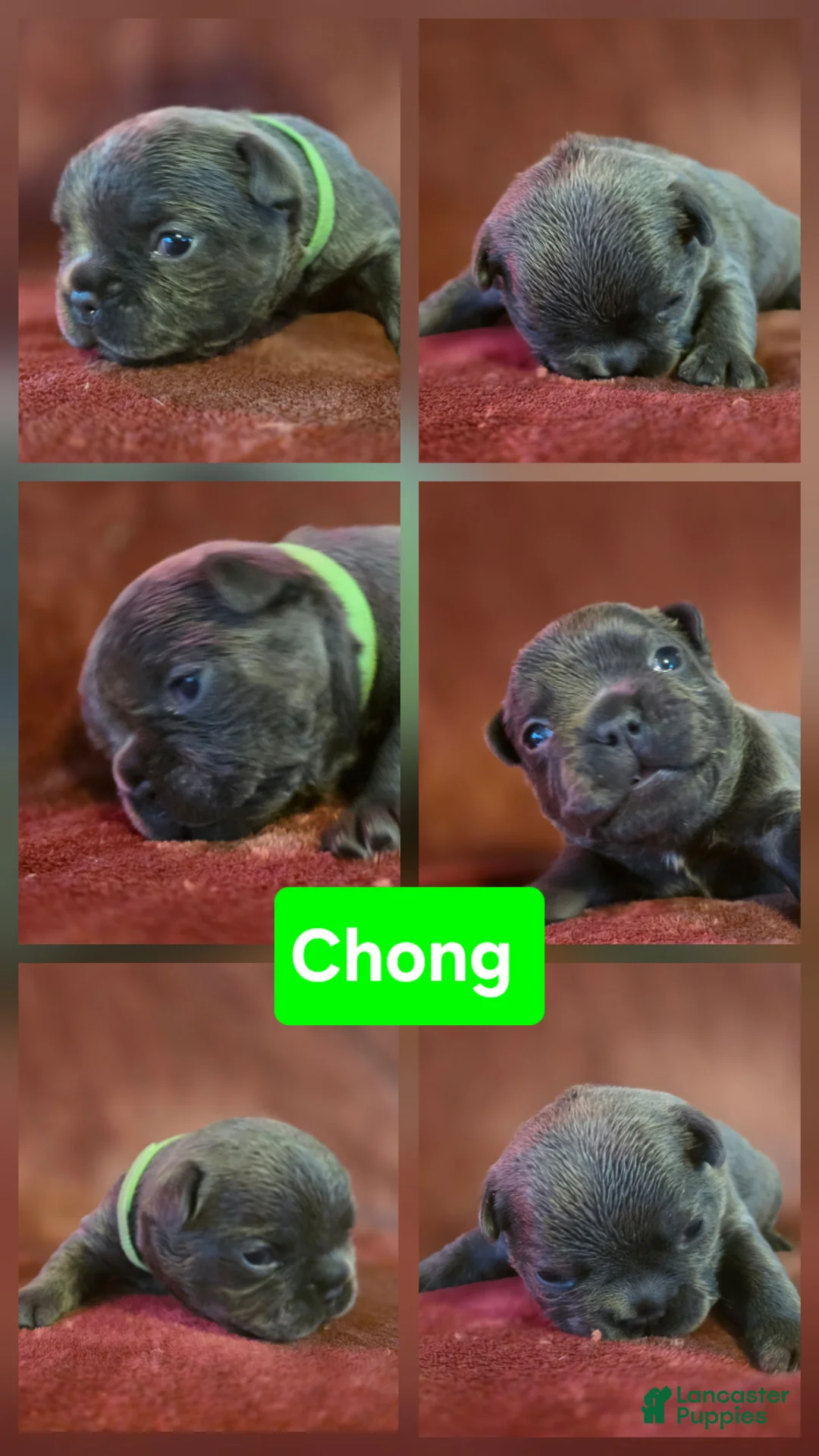 French Bulldog dogs for sale: Chong - Ad 1