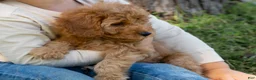Goldendoodle dogs for sale: Muffin - Ad 12
