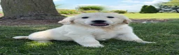 Golden Retriever dogs for sale: Pepper - Ad 3