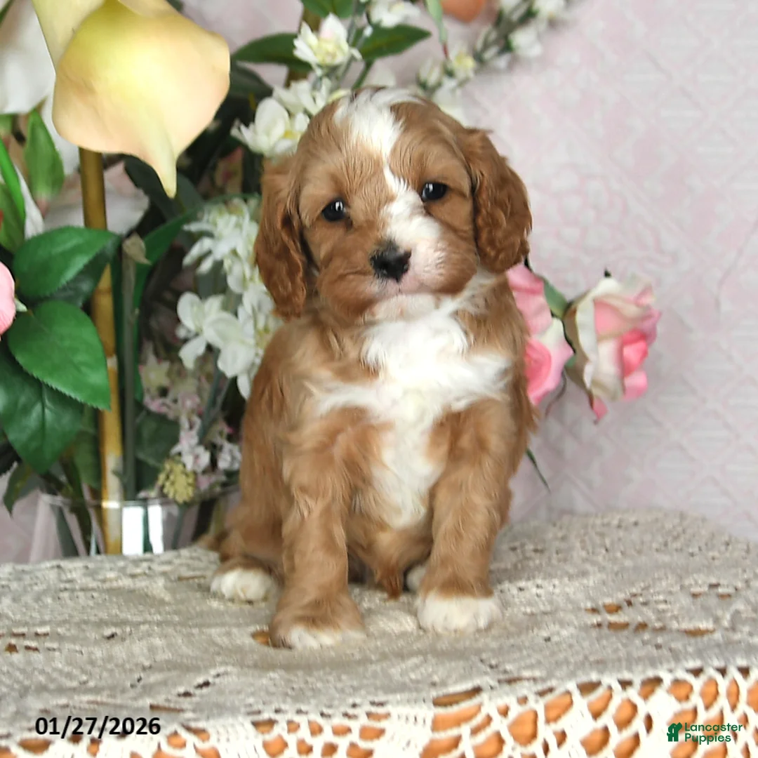 Cavapoo dogs for sale: Jason - Ad 2
