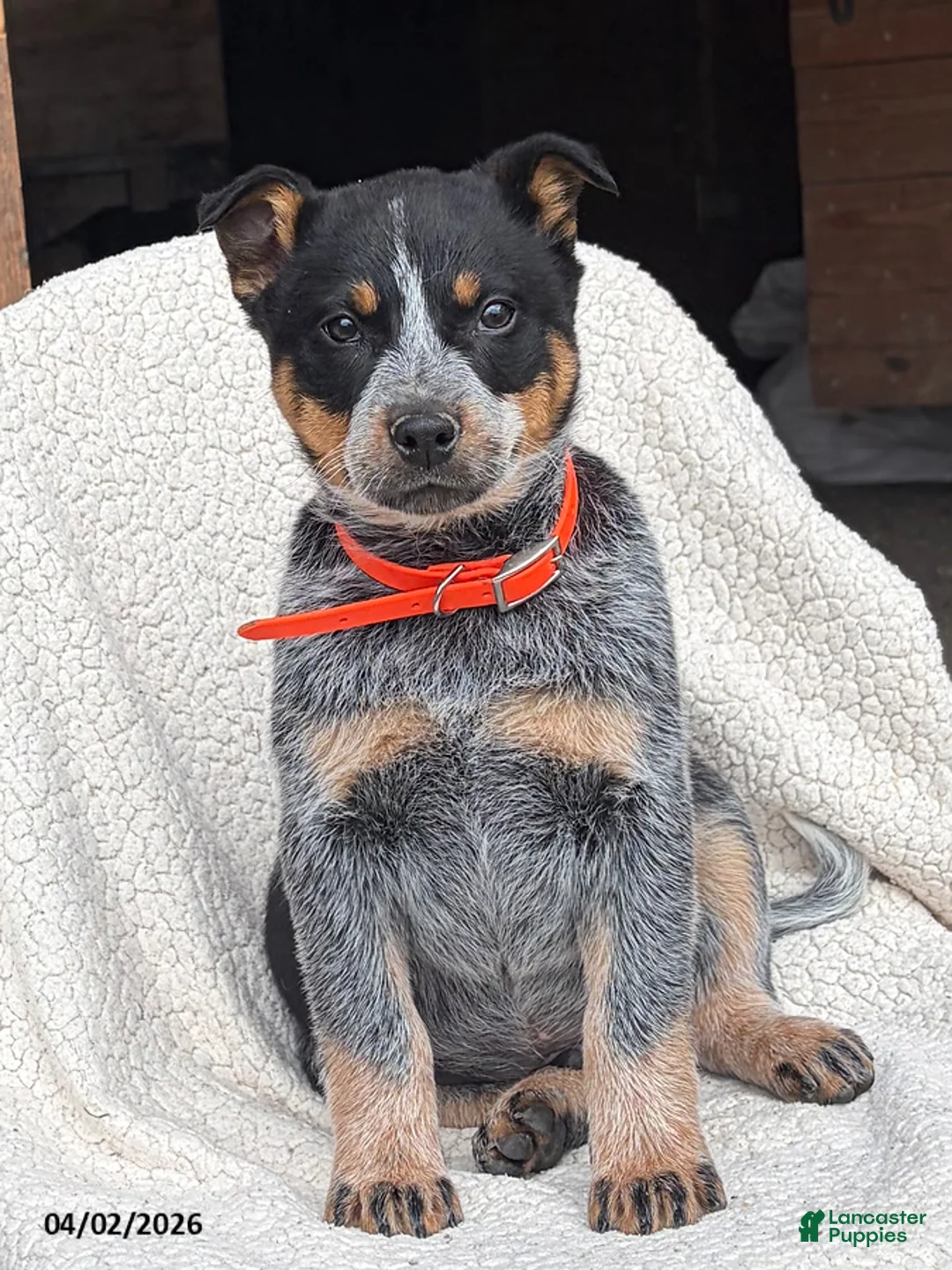 Australian Cattle Dog dogs for sale: Jackson - Ad 1