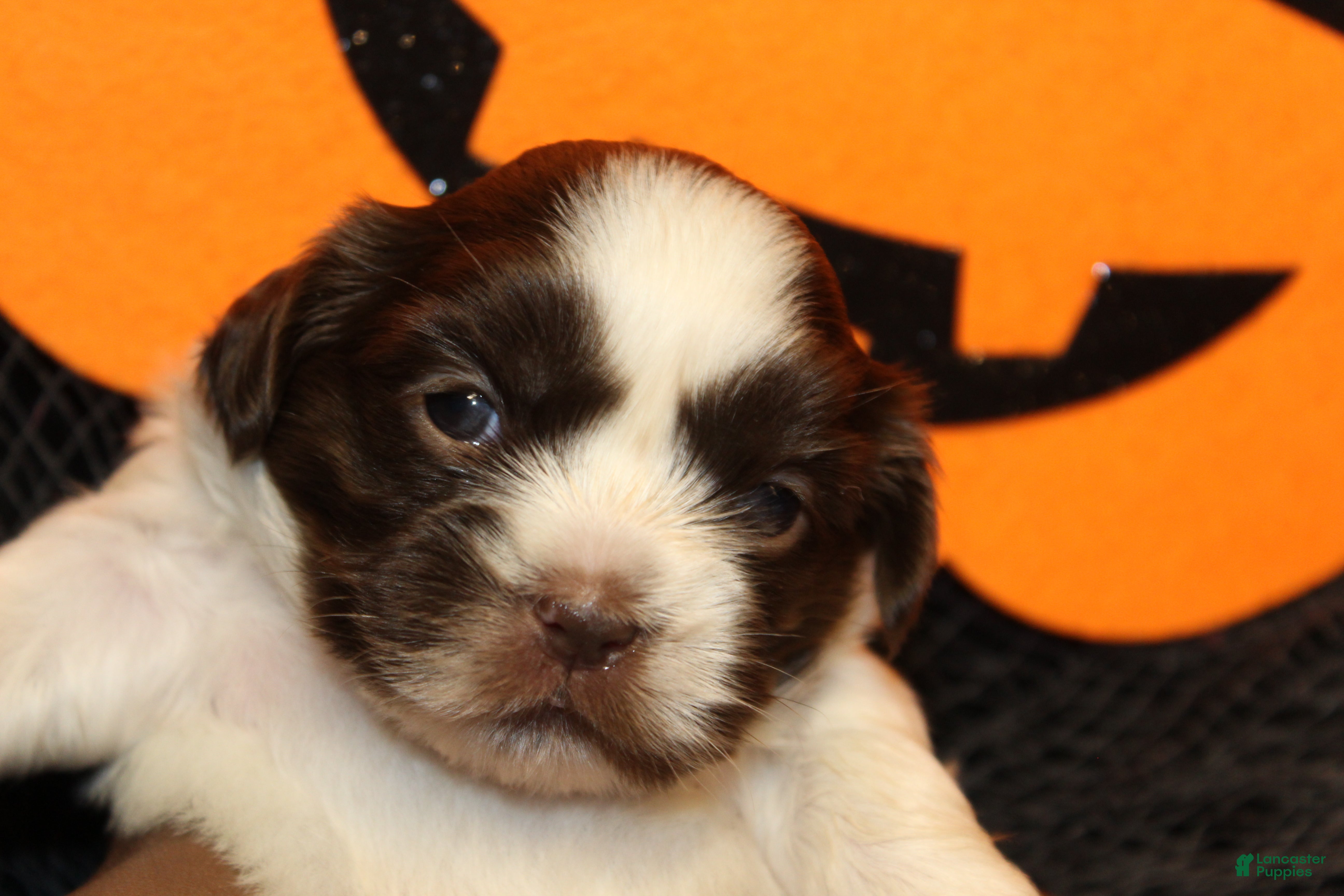 Orange Micro Shih Tzu Puppies Olx Shih Tzu Puppies For Sale By