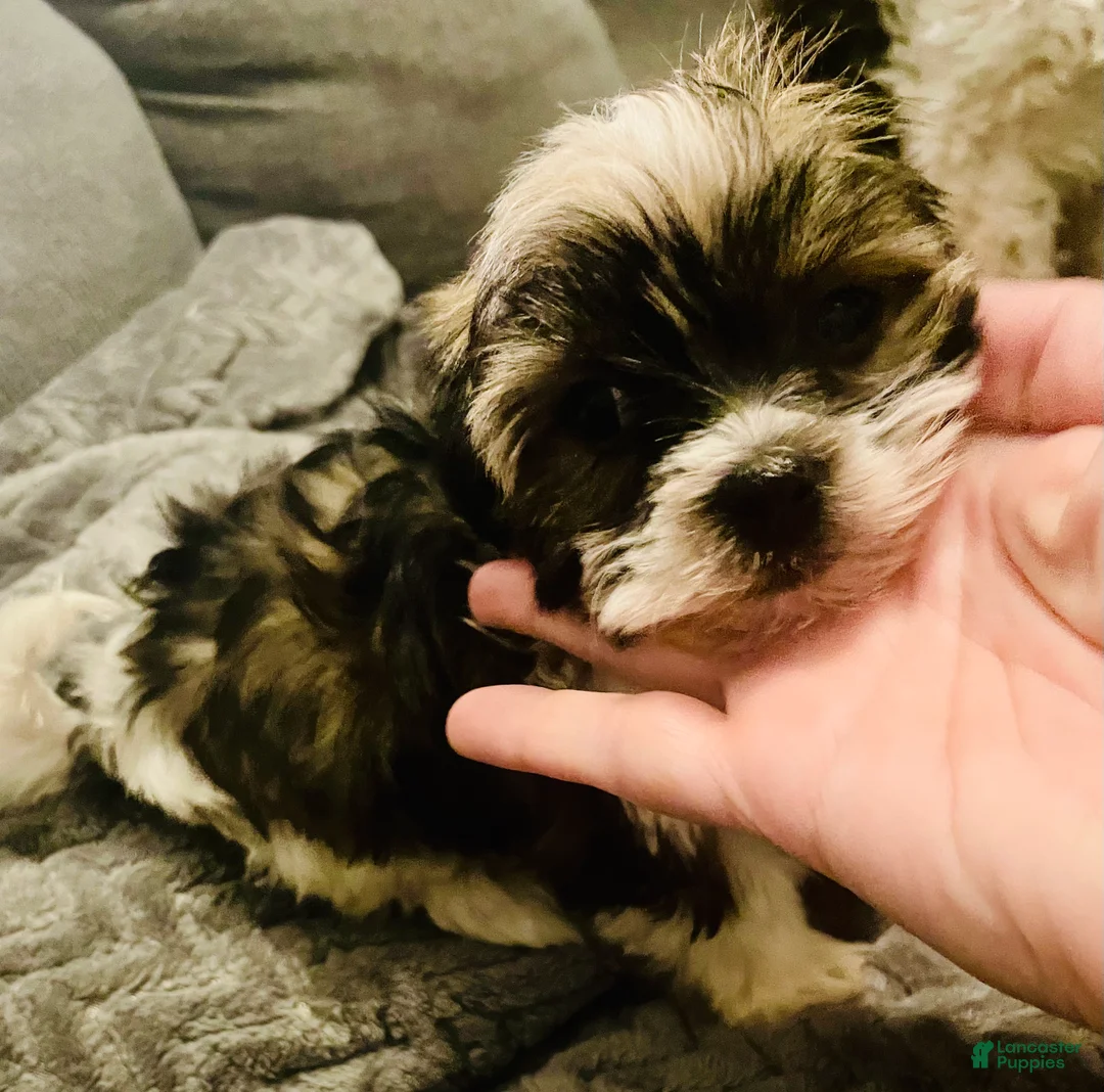 Havanese dogs for sale: Tiny princess - Ad 2