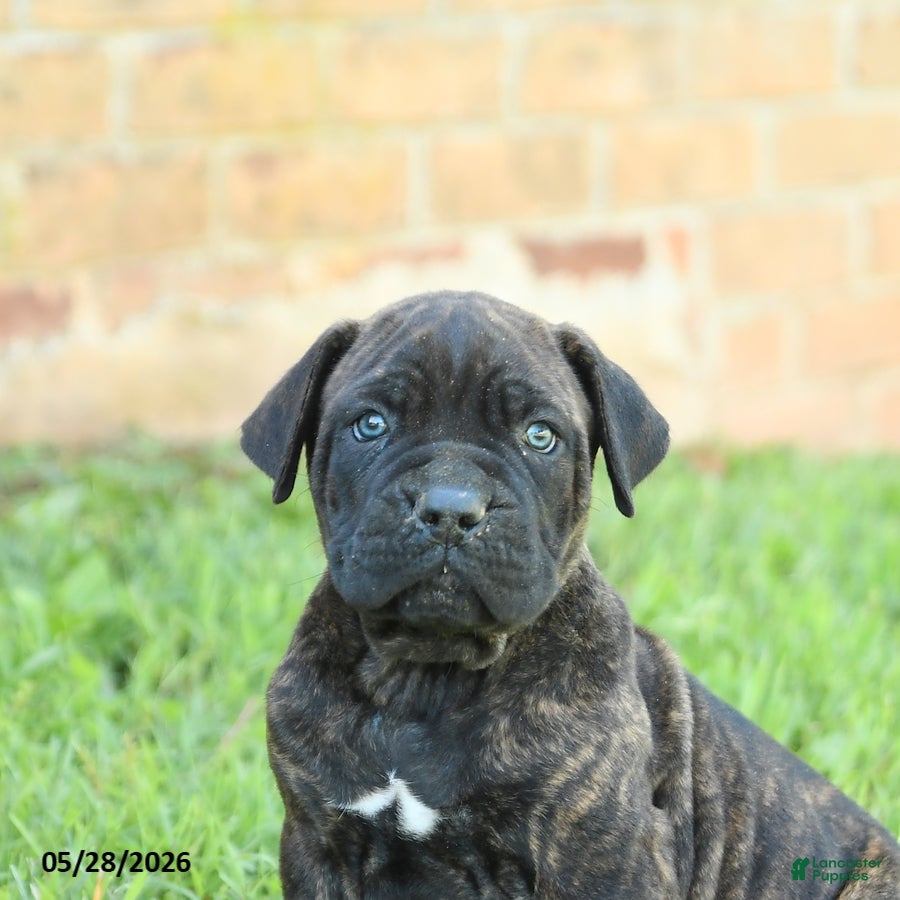 Cane Corso dogs Dawson - Ad 2