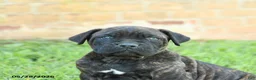 Cane Corso dogs for sale: Dawson - Ad 2