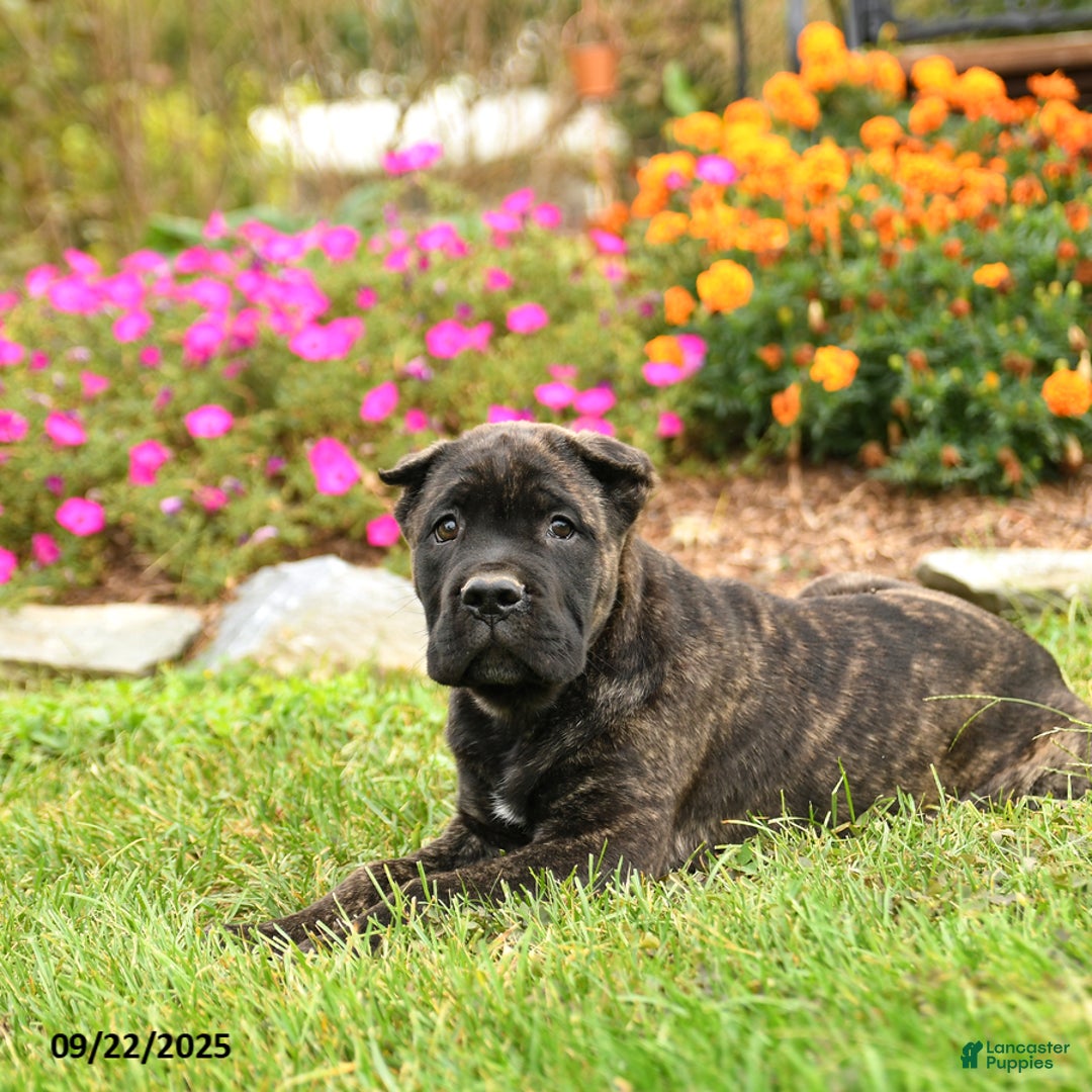 Cane Corso dogs for sale: Lance  - Ad 15
