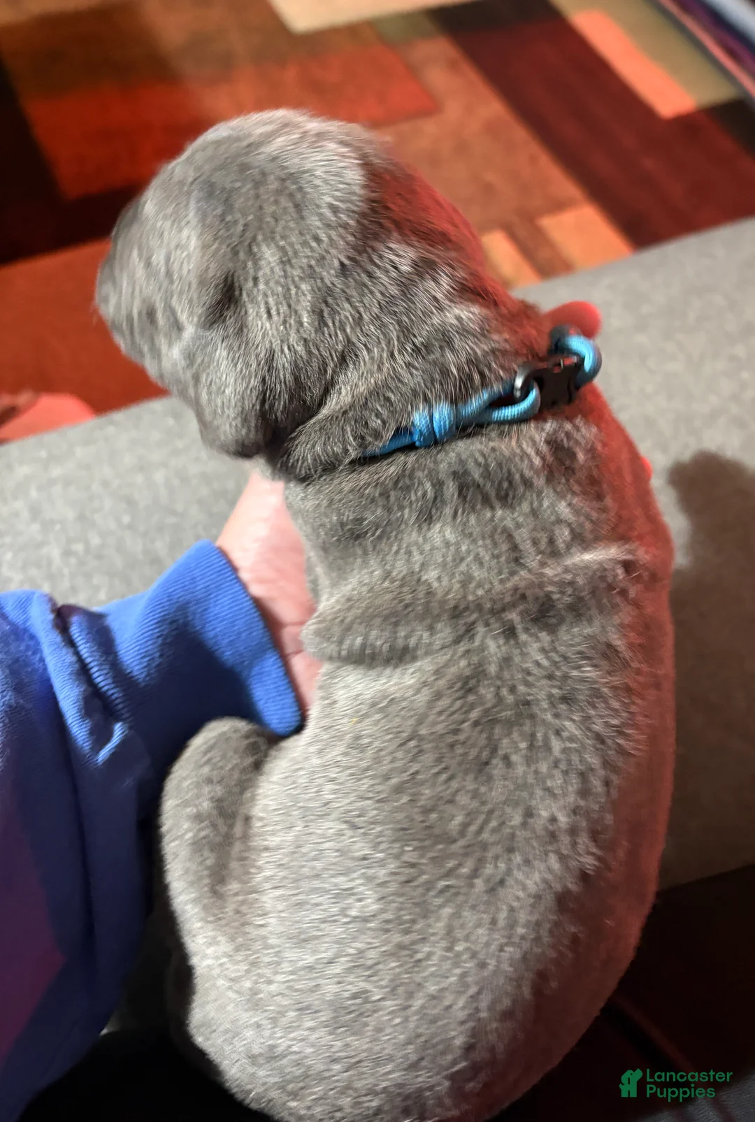 Cane Corso dogs for sale: Light Blue - Ad 2