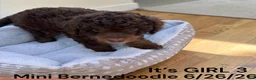 Mini Bernedoodle dogs for sale: Mini Bernedoodle 1 - Ad 2