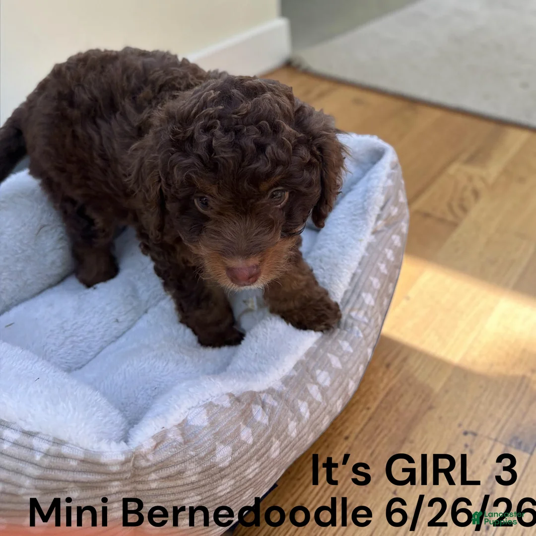 Mini Bernedoodle dogs for sale: Mini Bernedoodle 1 - Ad 2