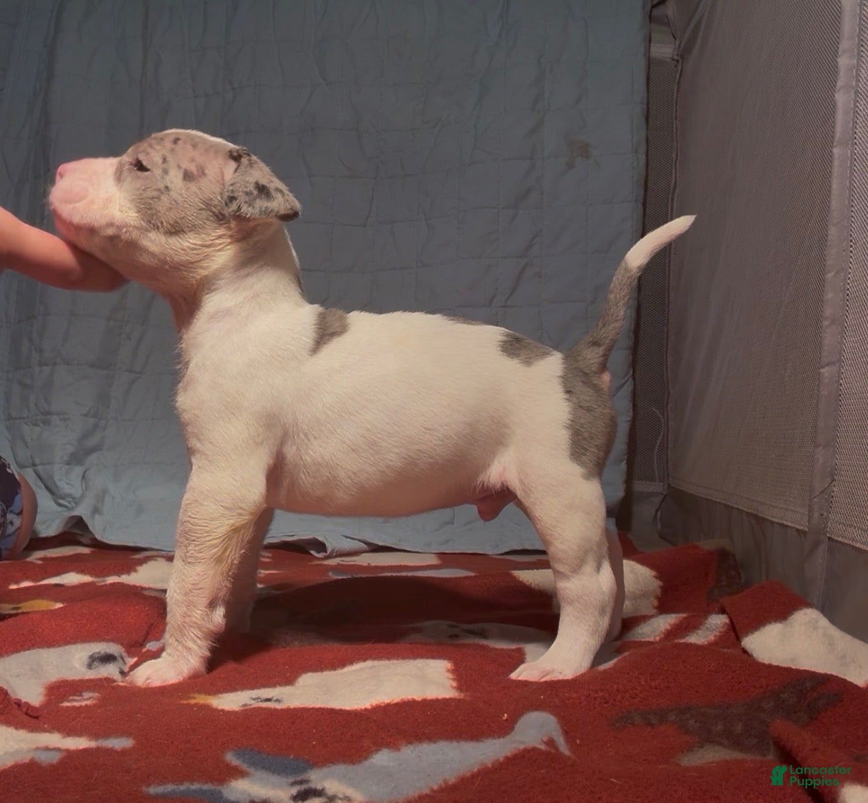 American Bully dogs American Bully 4 - Ad 1