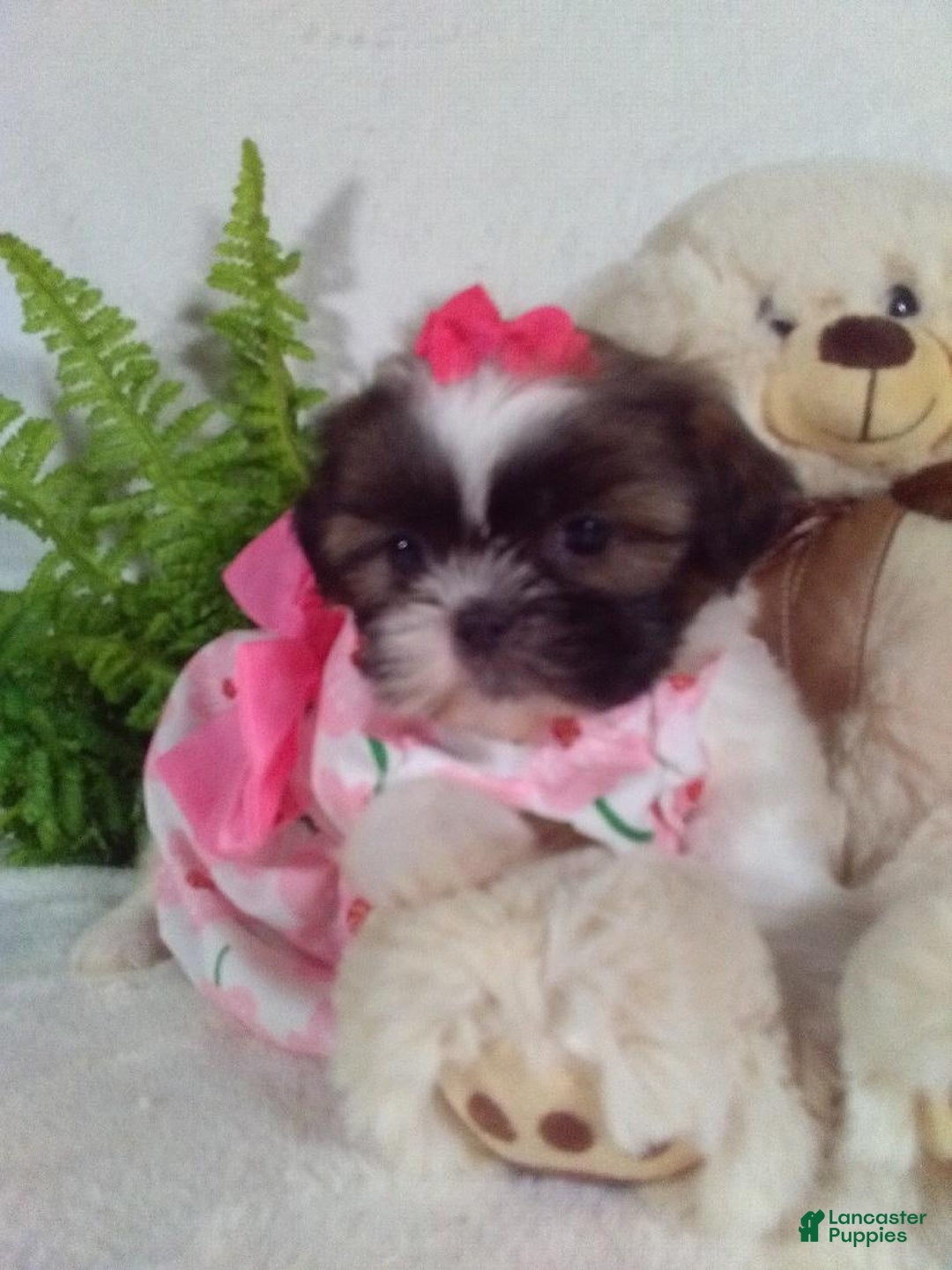 Shih Tzu dogs for sale: Candy - Ad 3