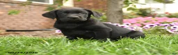 Labrador Retriever dogs for sale: Scout - Ad 5