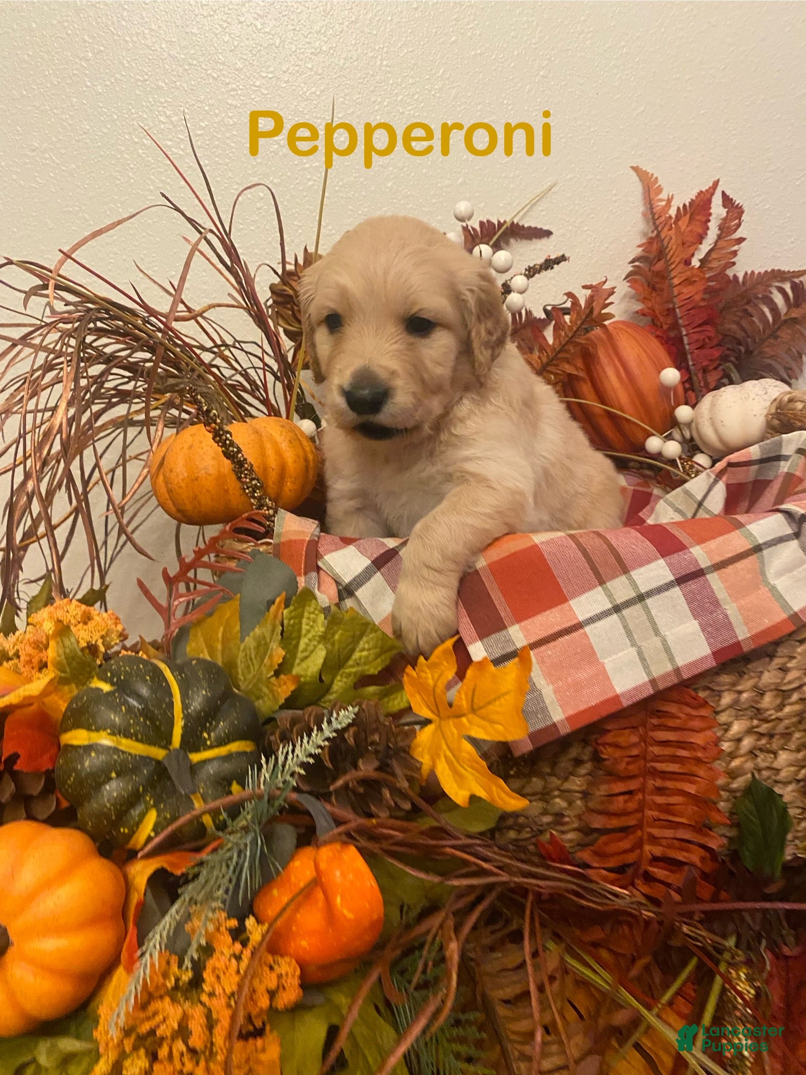 Golden Retriever dogs Pepperoni - Ad 13