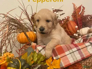 Golden Retriever dogs Pepperoni - Ad 3