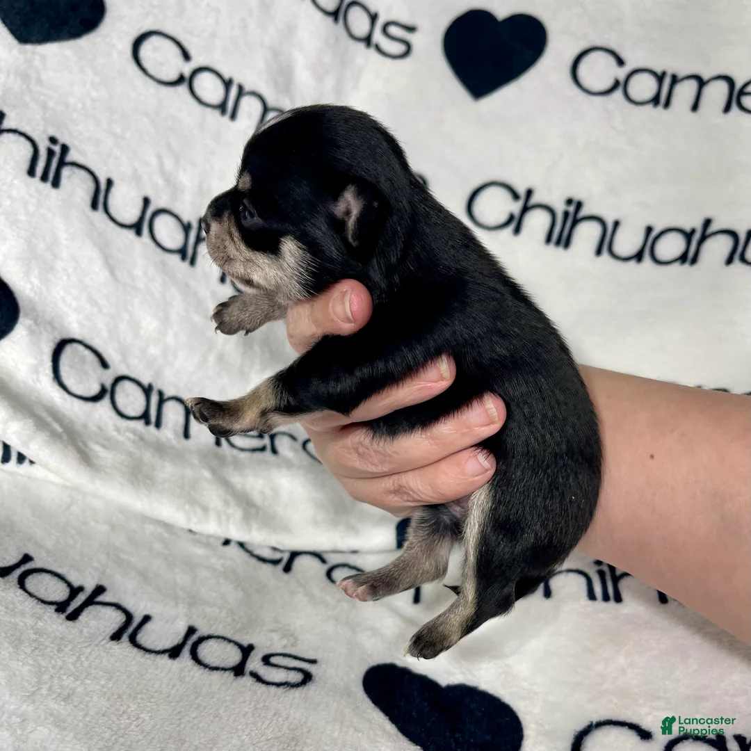 Chihuahua dogs for sale: Porter Tiny Short Coat - Ad 6