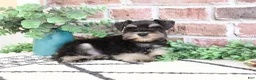 Miniature Schnauzer dogs for sale: Otto  - Ad 2