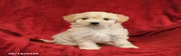 Maltipoo dogs for sale: Marcus - Ad 4
