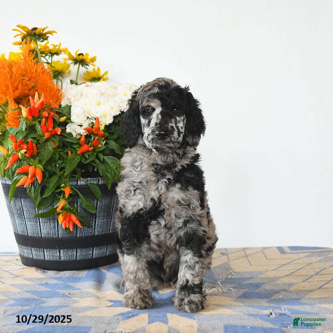 Standard Poodle dogs for sale: Milo - Ad 2