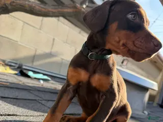 Doberman Pinscher dogs Doberman Pinscher Puppy 3 - Ad 10