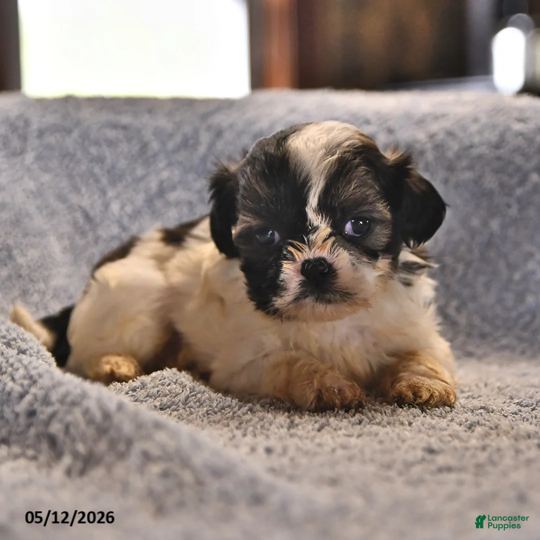 Shih Tzu dogs for sale: Jeremiah - Ad 1