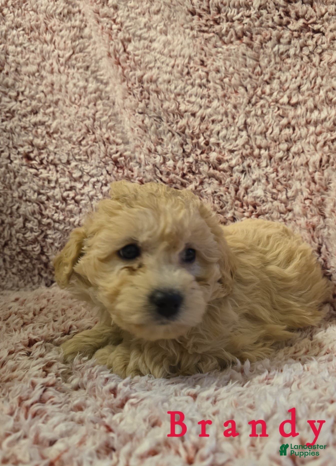 Bichpoo dogs Bichpoo Puppy 8 - Ad 23