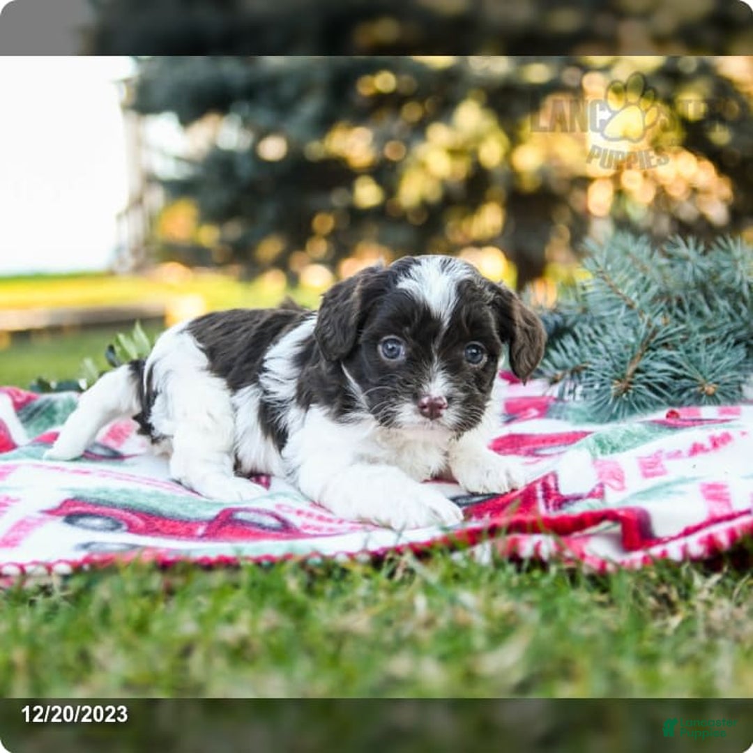 Gallery Image {{count}}