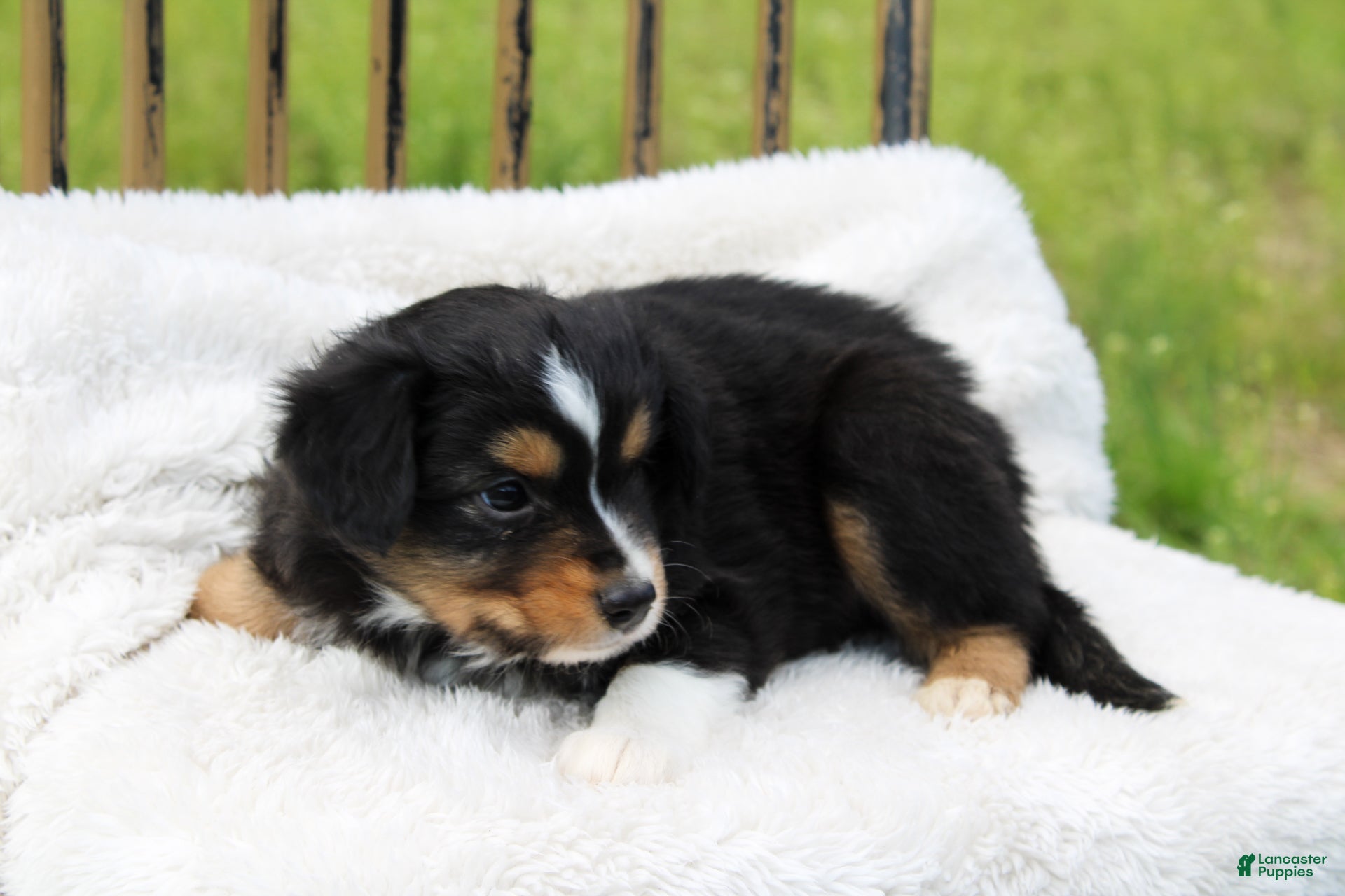 Miniature Australian Shepherd dogs Gunner - Ad 1