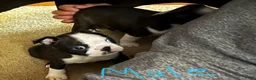 Boston Terrier dogs for sale: Boston Terrier 2 - Ad 2