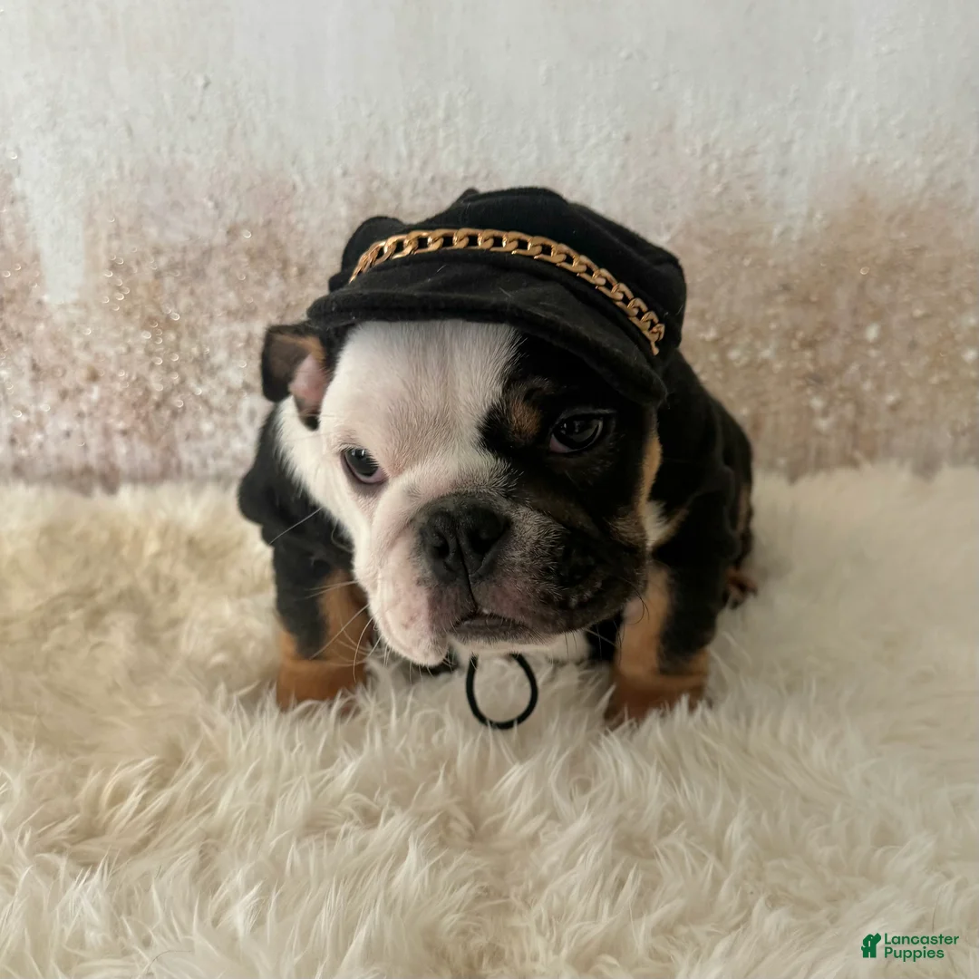 English Bulldog dogs for sale: Petra - Ad 3