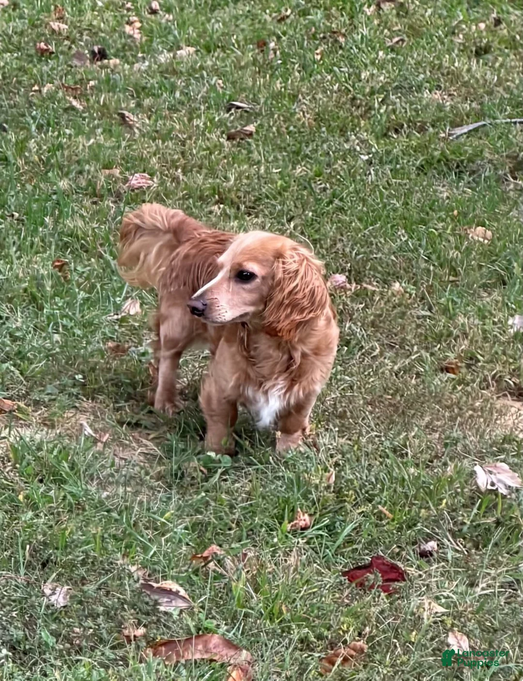 Miniature Dachshund dogs for sale: Midge-ACA Longhaired Miniature Dachshund-Small Parents (Sire AKC/Embark Tested-PRA clear) - Ad 8
