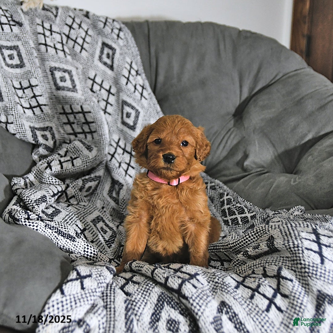 Mini Goldendoodle dogs for sale: Noelle - Ad 5