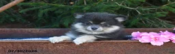 Pomeranian dogs for sale: Jane - Ad 3