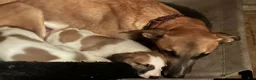 Mixed Breed dogs for sale: Journey - Ad 12