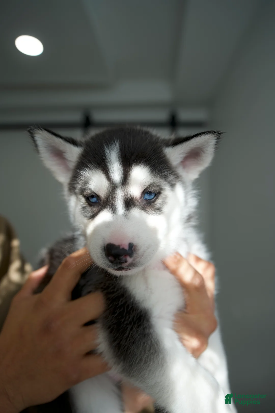 Mixed Breed dogs for sale: Bozley - Ad 2