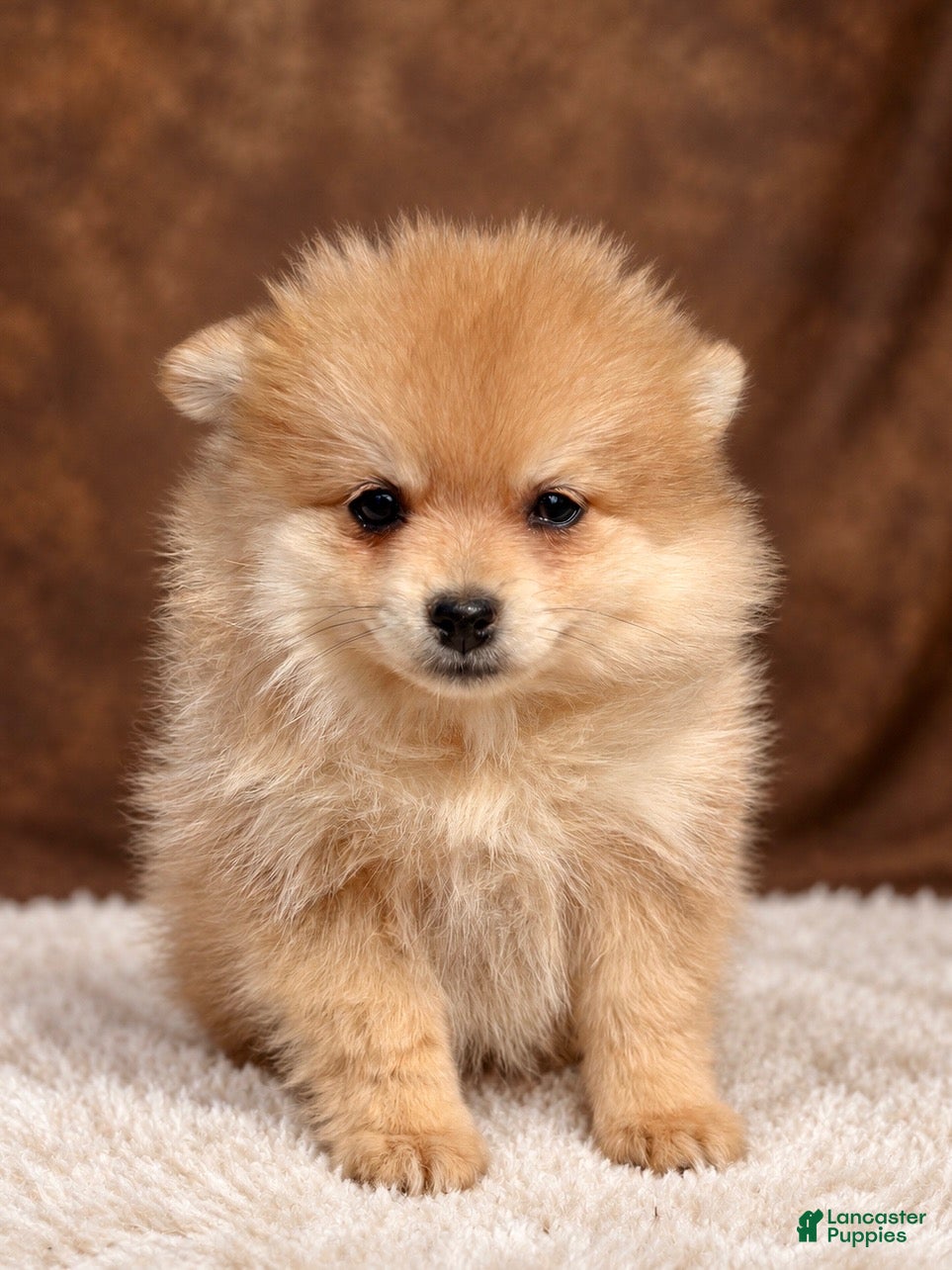Pomeranian dogs Pomeranian 5 - Ad 2