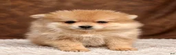 Pomeranian dogs for sale: Pomeranian 5 - Ad 2