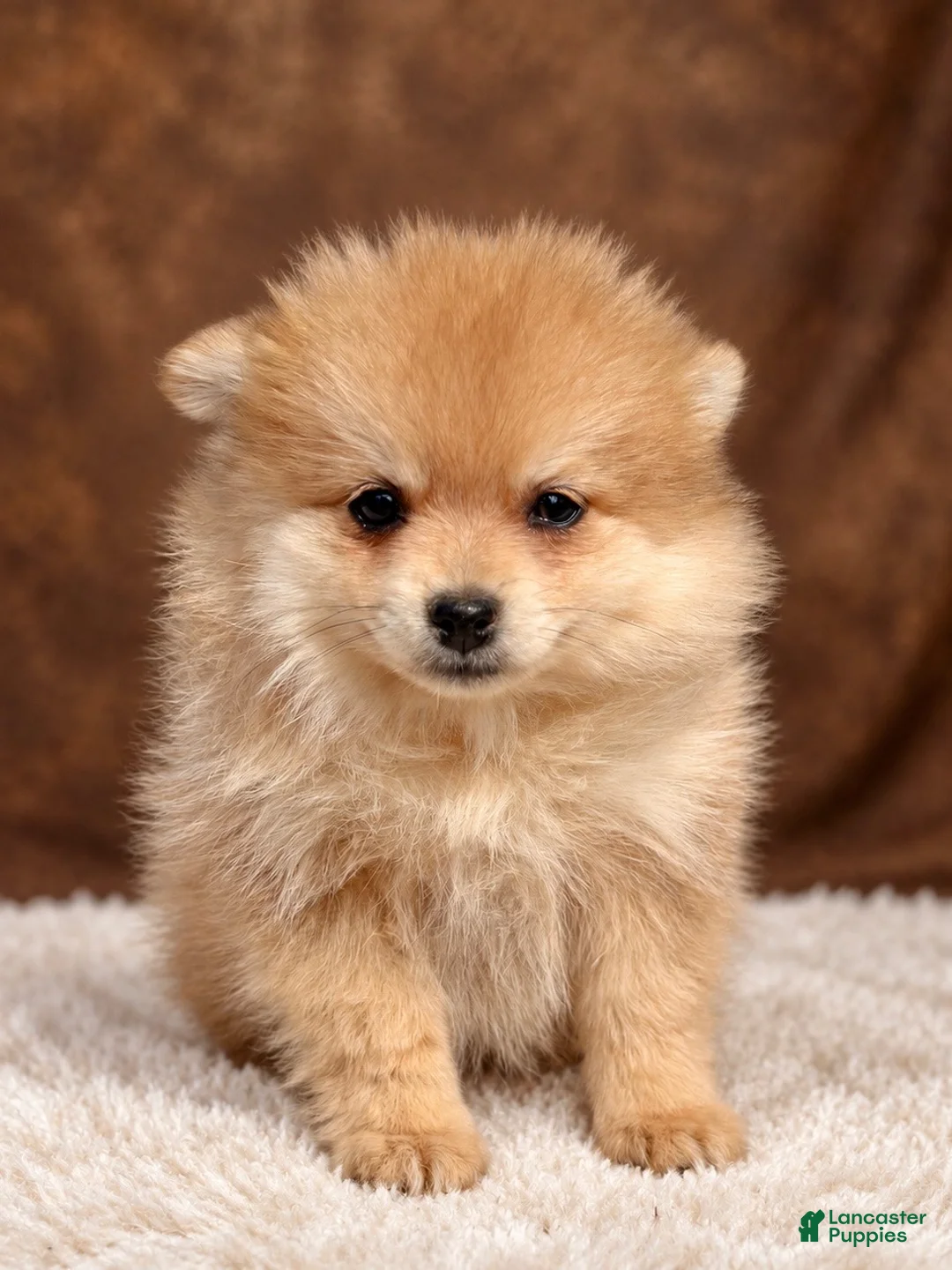 Pomeranian dogs for sale: Pomeranian 5 - Ad 2