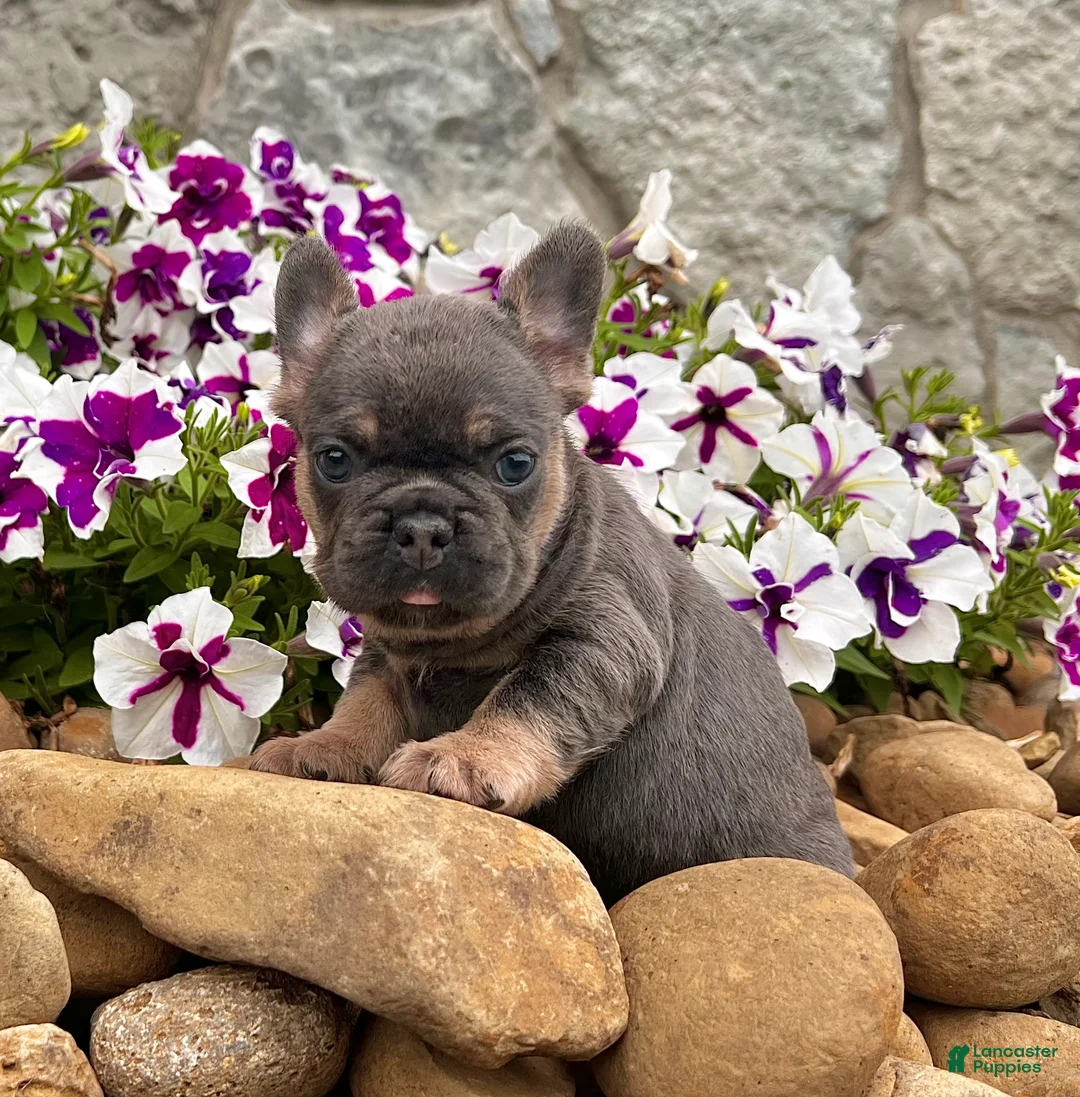 French Bulldog dogs for sale: Heidi - Ad 1