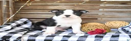 Boston Terrier dogs for sale: Zeb  - Ad 1