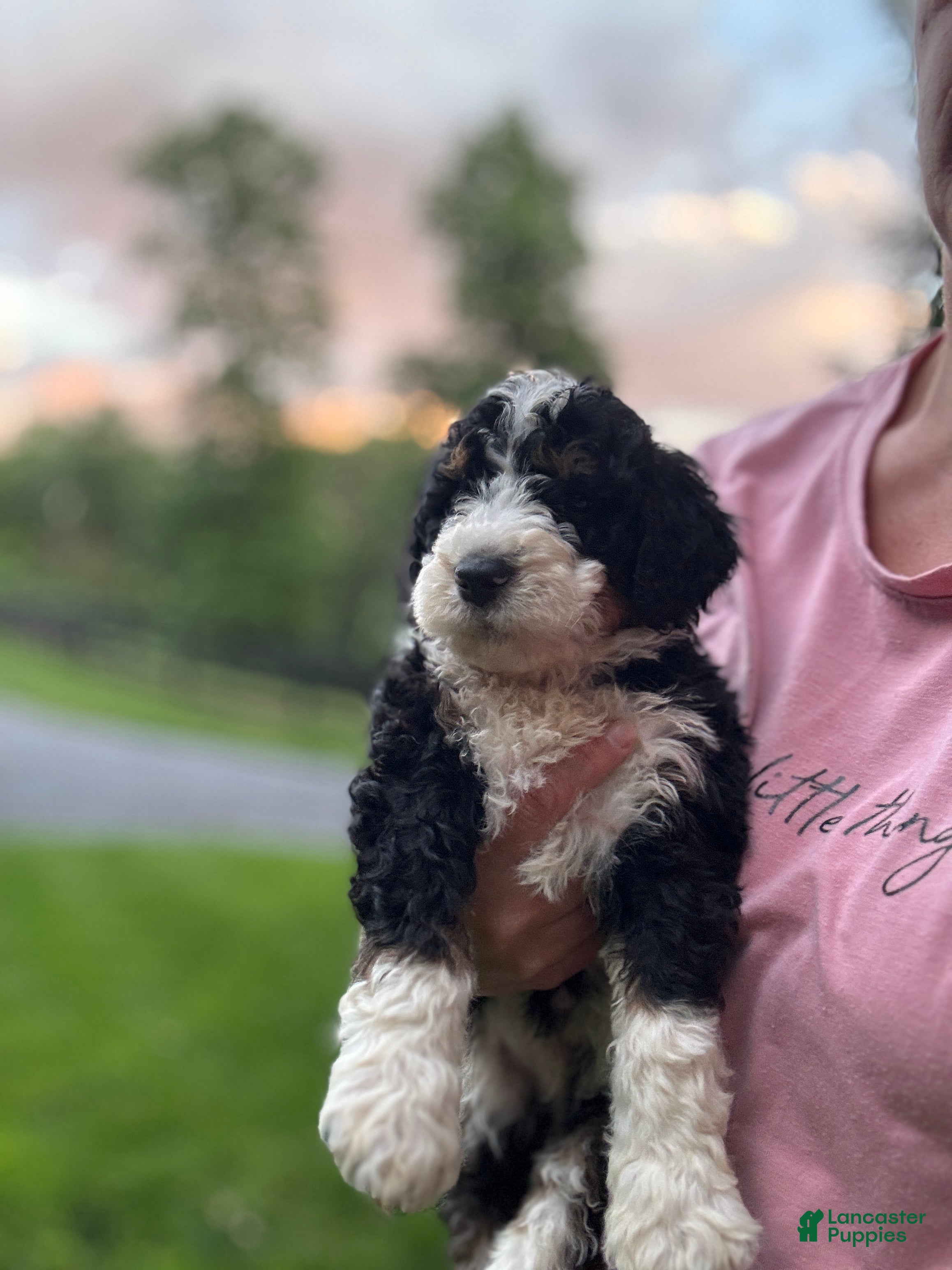 Mini Bernedoodle dogs for sale: Cooper - Ad 4