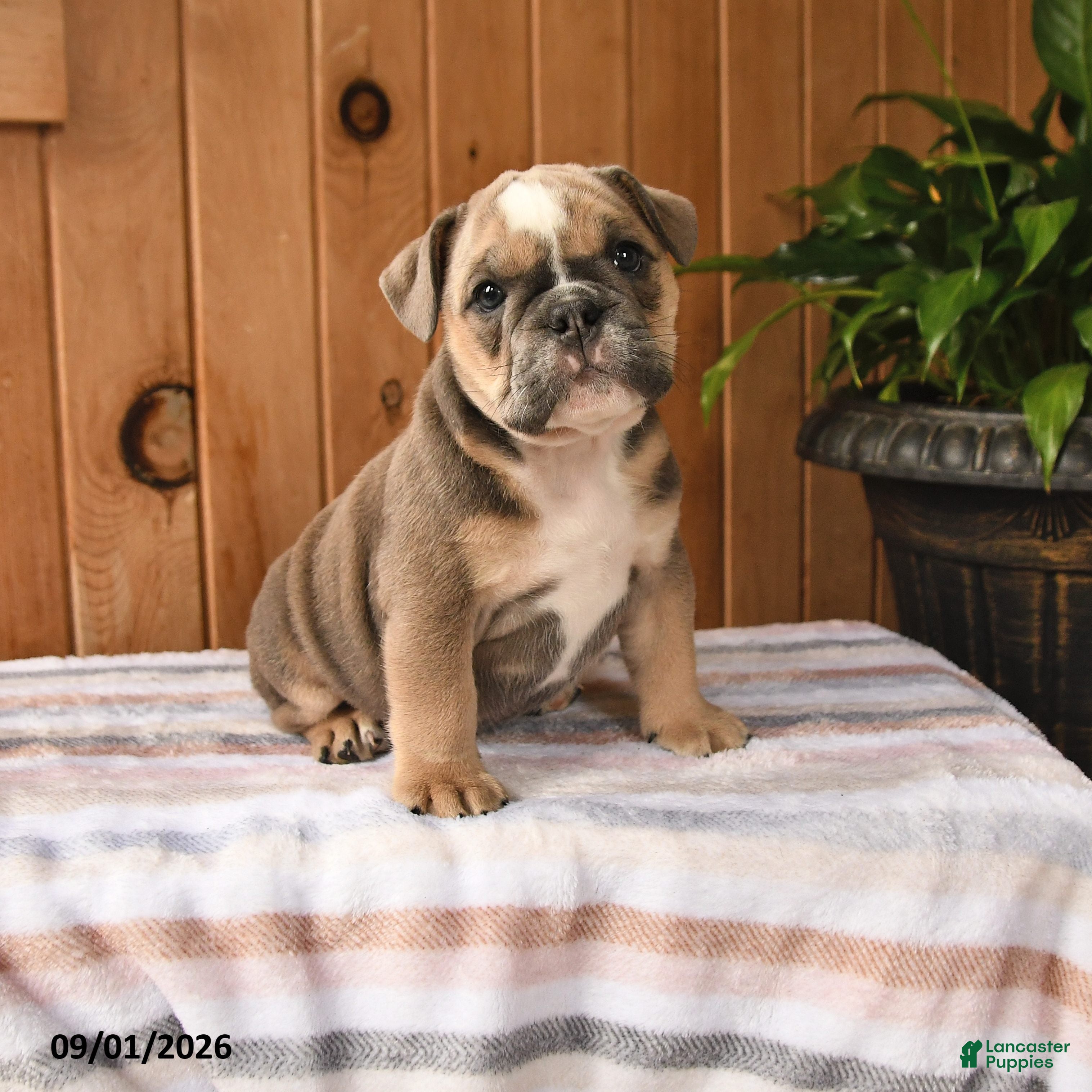 English Bulldog dogs Bluebell - Ad 1