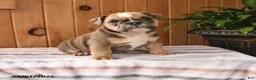 English Bulldog dogs for sale: Bluebell - Ad 1